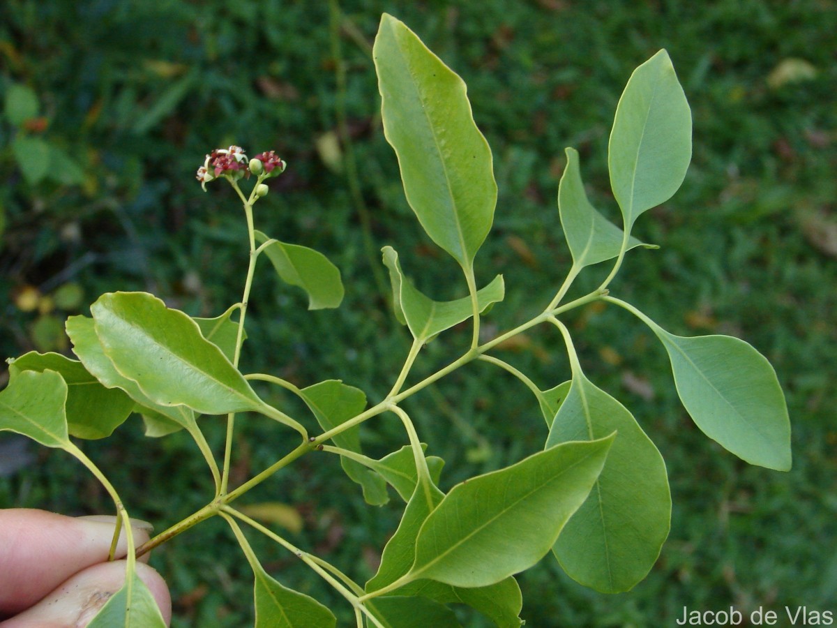 Santalum album L.